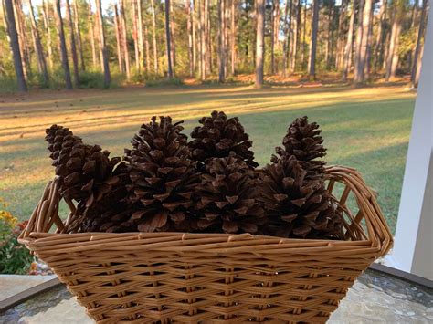 South Georgia Pine Cones Etsy