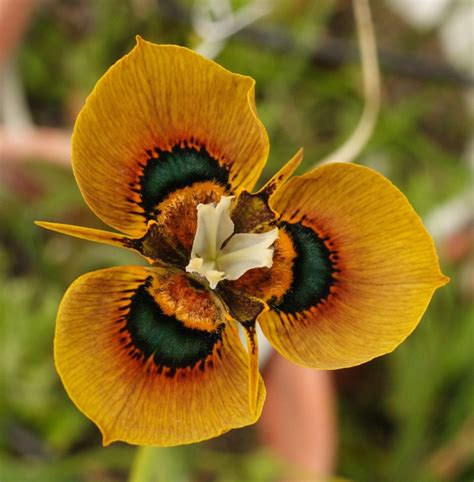 Moraea Villosa B6 Delicate Flower Exotic Flowers Amazing Flowers