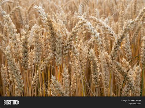 Wheat Field Ears Image Photo Free Trial Bigstock