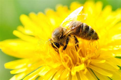 Close Up Of A Honey Bee Collecting Pollen From A Yellow Flower Stock