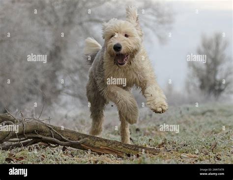 Old English Sheepdog Stock Photo Alamy