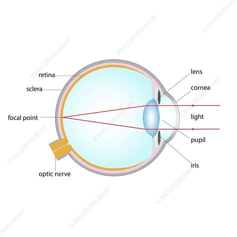 Diagram Of Human Eye Anatomy With Label Illustration Stock Vector Image