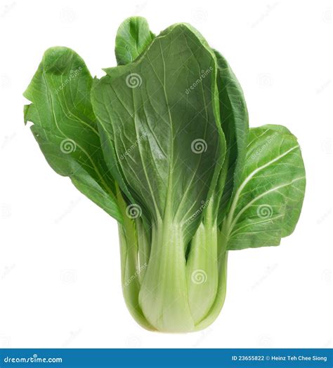 Bok Choy Stock Photo Image Of Kitchen Paksoi Cook 23655822