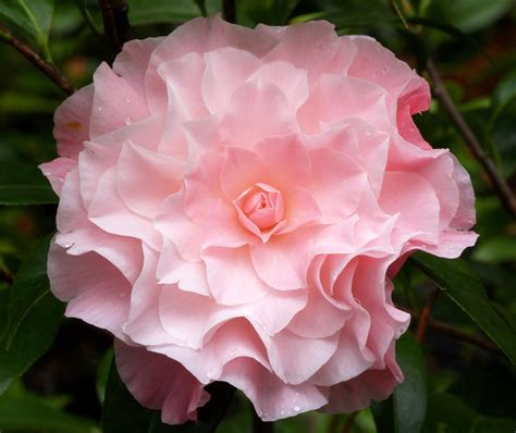 ปักพินในบอร์ด Formal Double Camellias