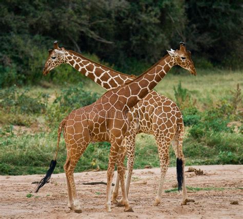 Two Giraffes In Savanna Kenya Tanzania East Africa Stock Image