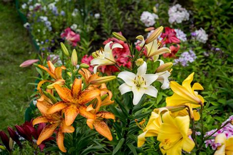 Lily Flowers Color And Fragrance