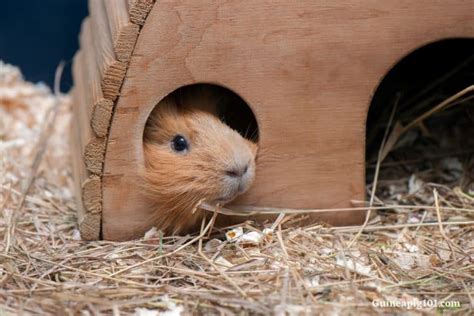 Why Is My Guinea Pig Always Hiding? (Reasons & What To Do)