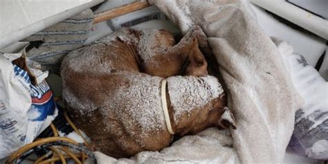 Un chien laissé pour mort dans le froid réalise un exploit en 24H qui