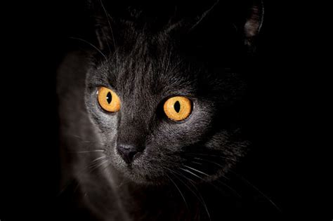 999 Dark Cat Pictures Download Free Images On Unsplash