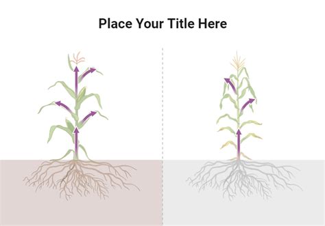 Corn In Soil With Arrows Layout BioRender Science Templates