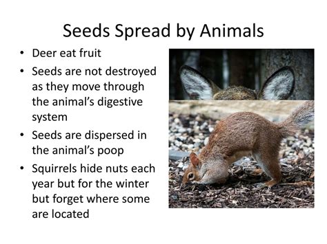 Ppt Seed Dispersal Powerpoint Presentation Free Download Id142190