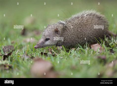 Tenrec in habitat hi-res stock photography and images - Alamy