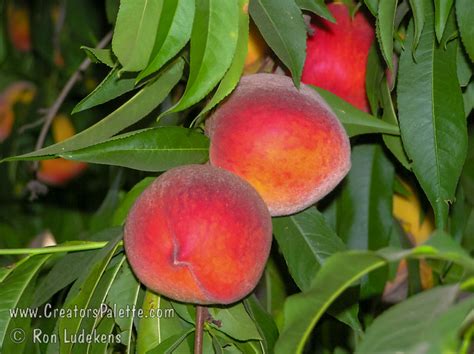 Redhaven Peach Prunus Persica Sp Creatorspalette