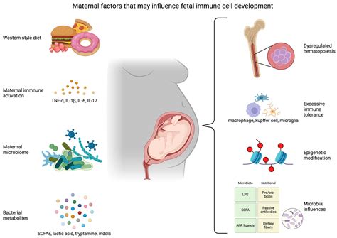 Ijms Free Full Text Developmental Programming Of The Fetal Immune System By Maternal Western