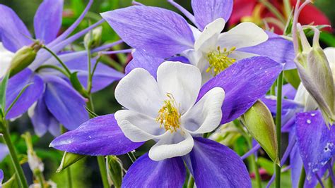 How To Grow Aquilegia Yates