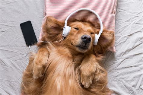 Do Dogs Like Music Great Pet Living