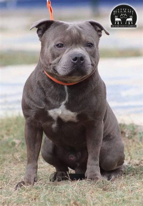 Breeding Blue Staffies Atelier Yuwaciaojp