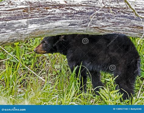 A Baby Black Bear Stands Under A Fallen Log Stock Photo Image Of