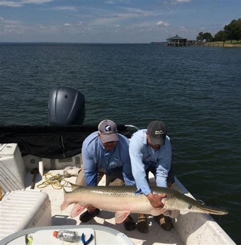 Lake Livingston Adventures | Alligator Gar