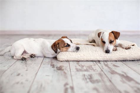 Two dogs sleeping on floor stock photo. Image of young - 121595156