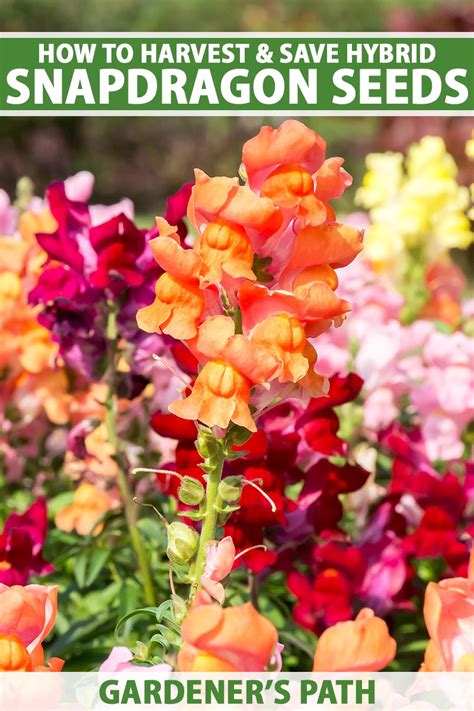 How to Pollinate and Collect Hybrid Snapdragon Seeds