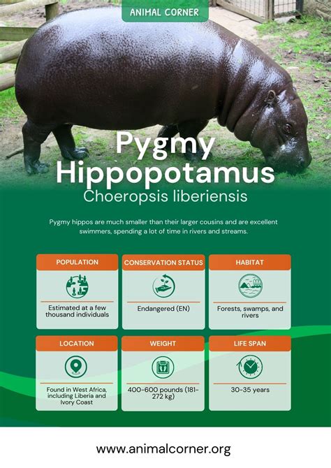 Pygmy Hippopotamus - Facts, Information & Habitat