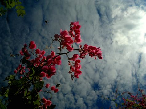 Free Images Tree Nature Branch Blossom Cloud Plant Sky