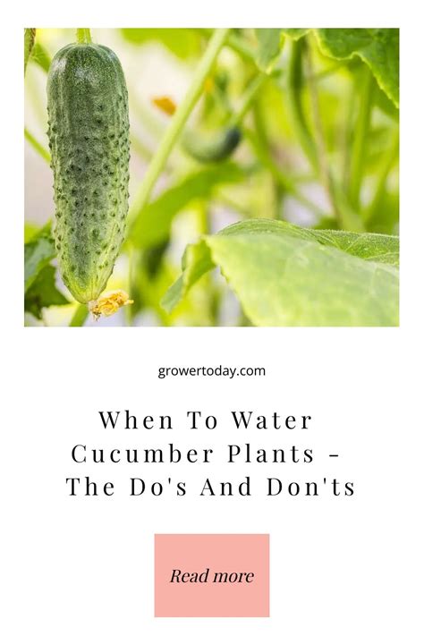 When To Water Cucumber Plants The Dos And Donts In 2024 Cucumber