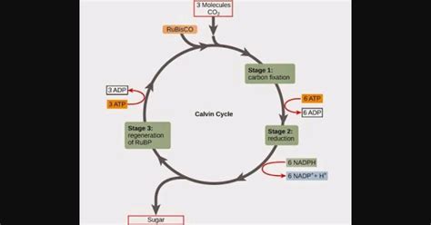Pengertian Dan Tahapan Siklus Calvin Pengertian Dan Tahapan Siklus Calvin