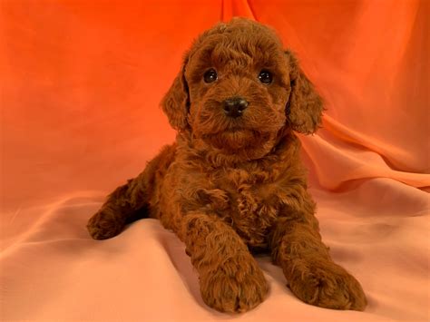 Bichon Poodle Poochon Breeders In Iowa Dark Red Puppies