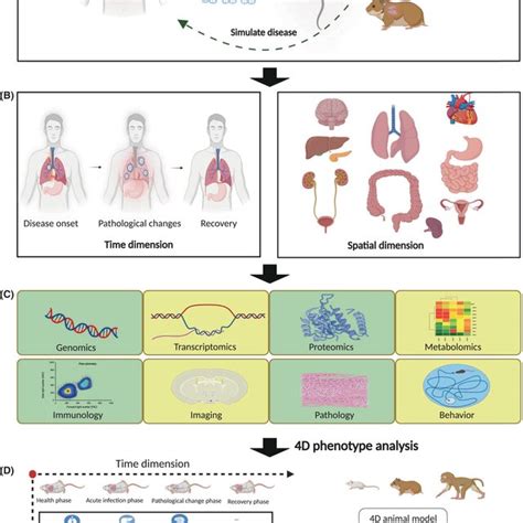 Outline Of The Development Of The 4d Animal Model A Selection Of The