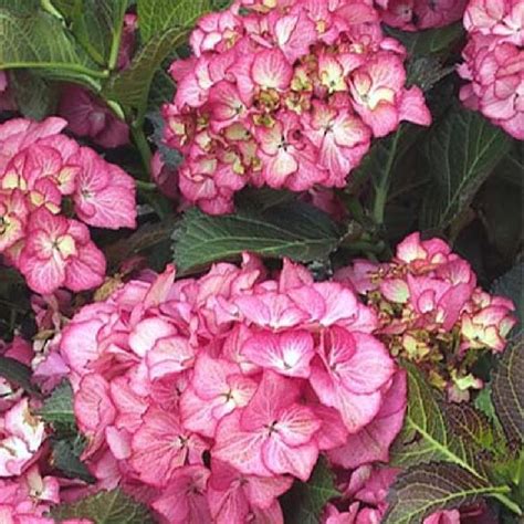 Plantes Hydrangea Macrophylla Baroque Angel Hydrangea Macrophylla