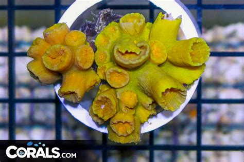 Black Friday Hot Coral Drop Must See Update Pure Fire Corals