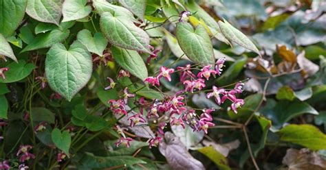 37 Different Perennial Plants For Hardiness Zone 5