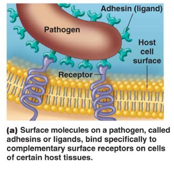 Uark Microbiology Exam Flashcards Quizlet