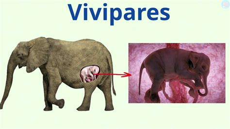 Ovipare Et Vivipare C Est Quoi Pour Cp Ce Ce Ma Tre Lucas