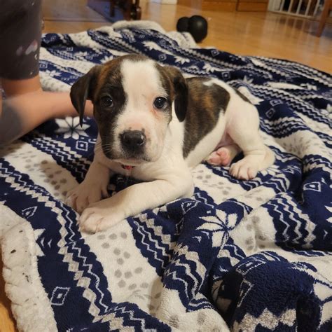 1652 best Lab Mix images on Pholder | Ban Pit Bulls, Aww and Pitbulls