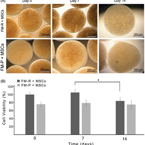 A Phase Contrast Micrographs Of The Msc Encapsulated Fm R And Fm P At