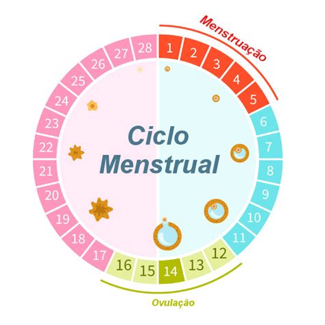 Aprenda Como Calcular O Ciclo Menstrual