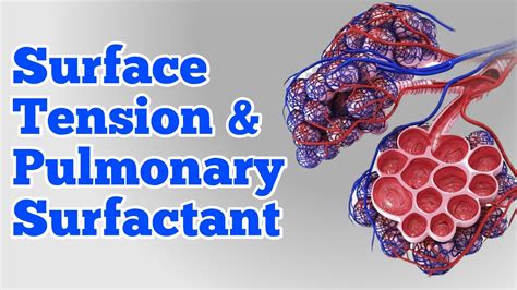 Surface Tension And Pulmonary Surfactant How Alveolar Surfactant