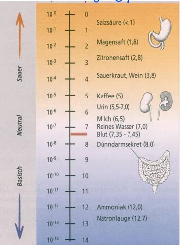 Atmung Karteikarten Quizlet