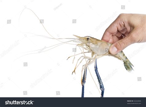 6143 Hand Hold Shrimp Images Stock Photos And Vectors Shutterstock