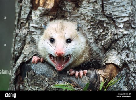 Virginia Tlacuache Didelphis Virginiana Hembra Silbido De La Cavidad