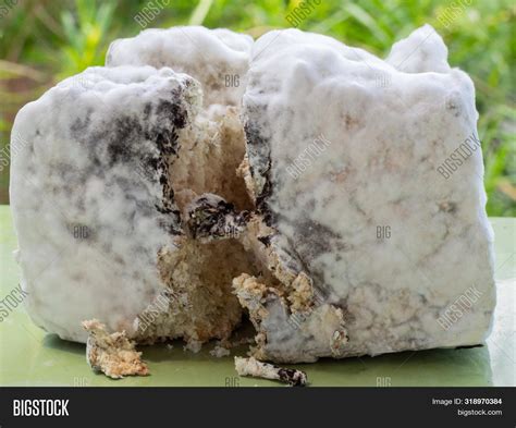 Penicillium Fungi On Bread