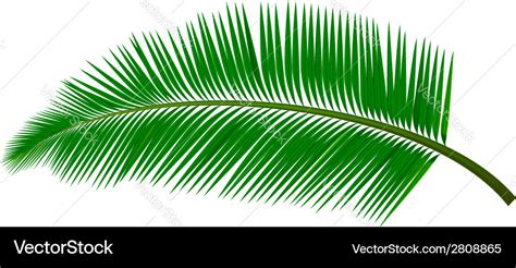 Coconut Leaf Royalty Free Vector Image Vectorstock