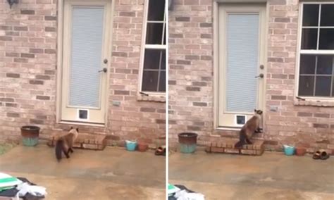 He Wasted 90 Minutes Installing A New Cat Door. Next? It's Hilarious!