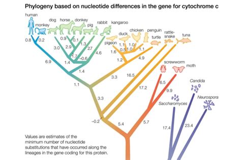 What Is Phylogeny Definition And Examples