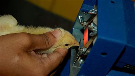 When And How To Debeak Chickens Beak Trimming Tips