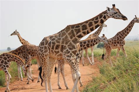 Murchison Falls National Park Safari Game Drive Bird Tours