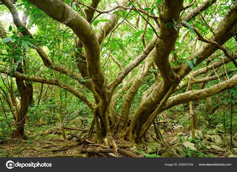 Big Banyan Tree Okinawa — Stock Photo © Makieni777 202637304